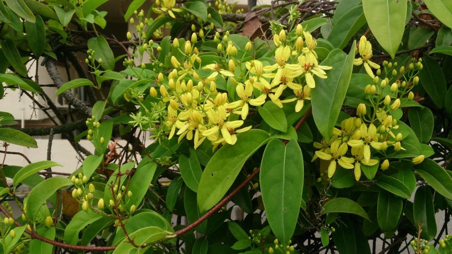 Tristellateia australasiae