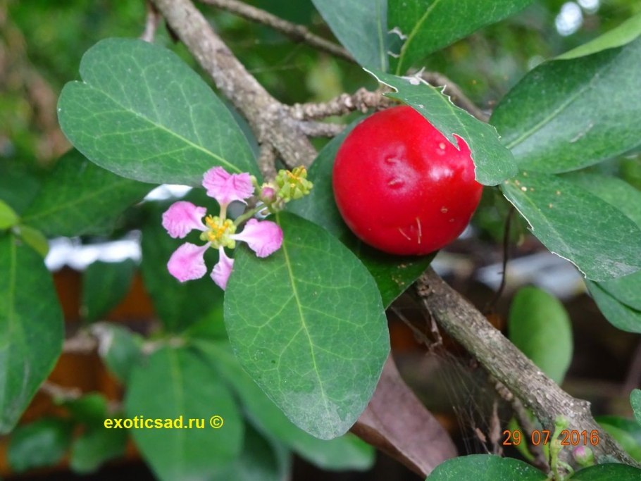 Мальпигия вариегатная “барбадосская вишня”