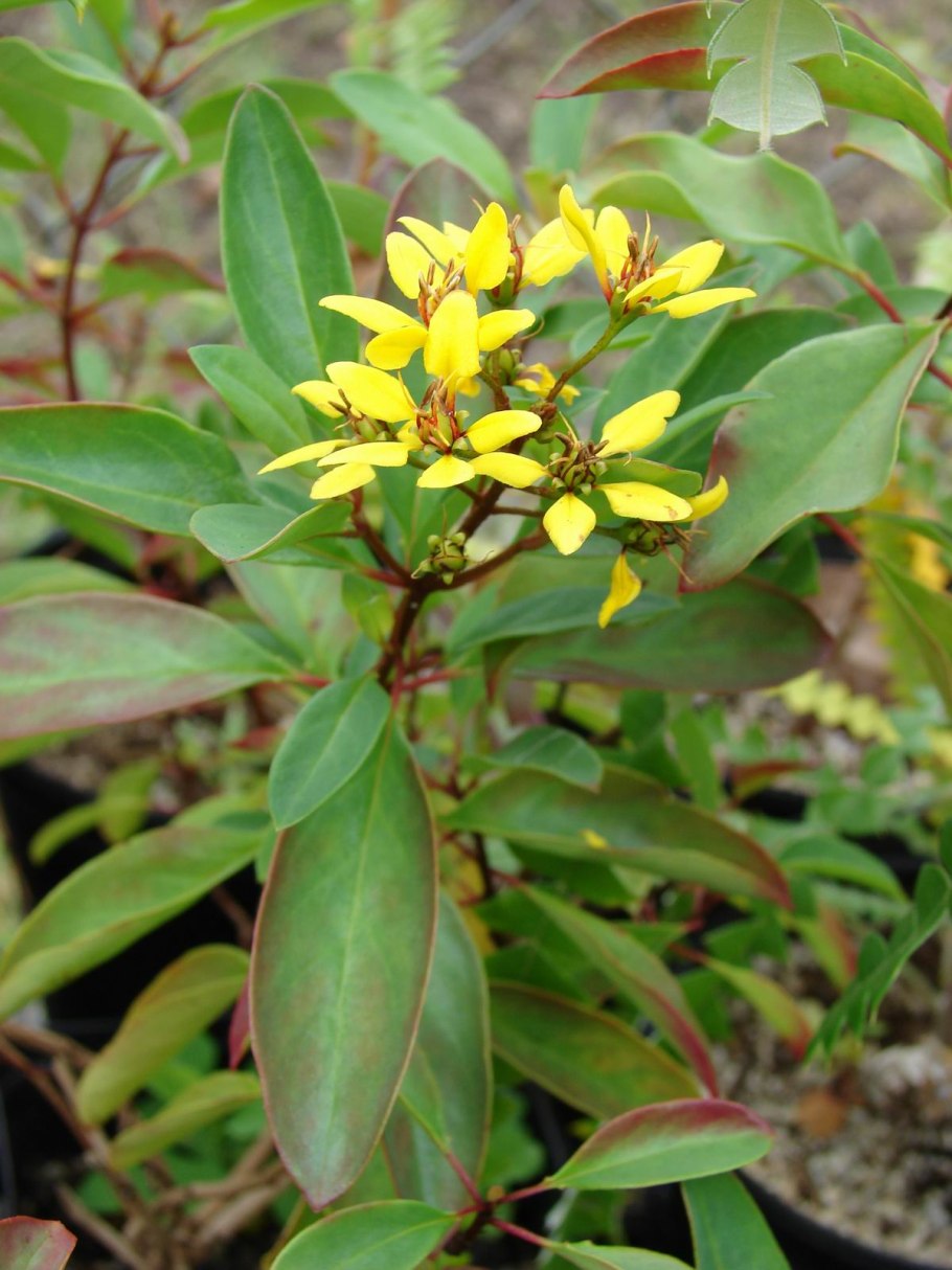 Растение Galphimia glauca