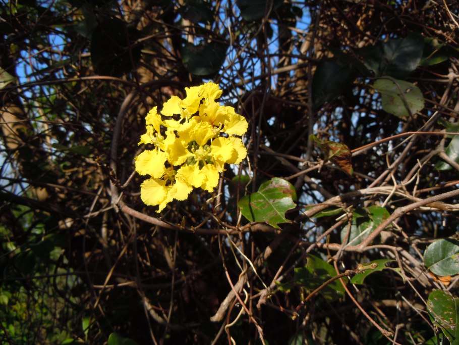 Пеллиония Аргентея