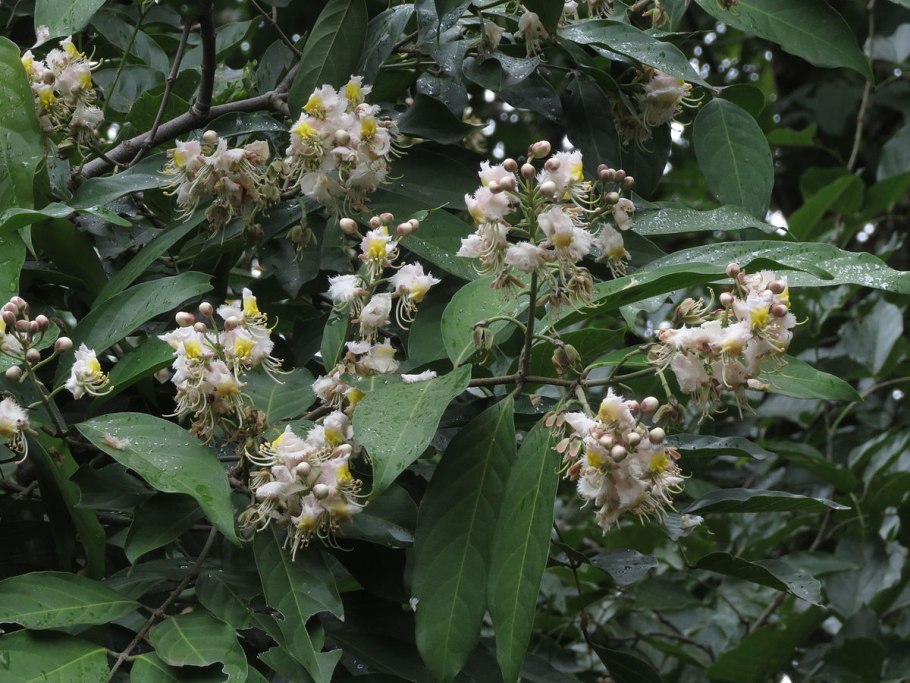 Мальпигия coccigera