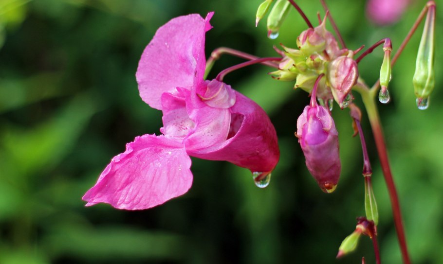 Impatiens glandulifera бальзамин