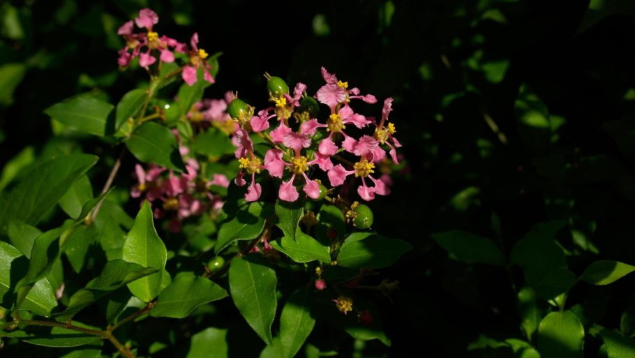 Повилика европейская