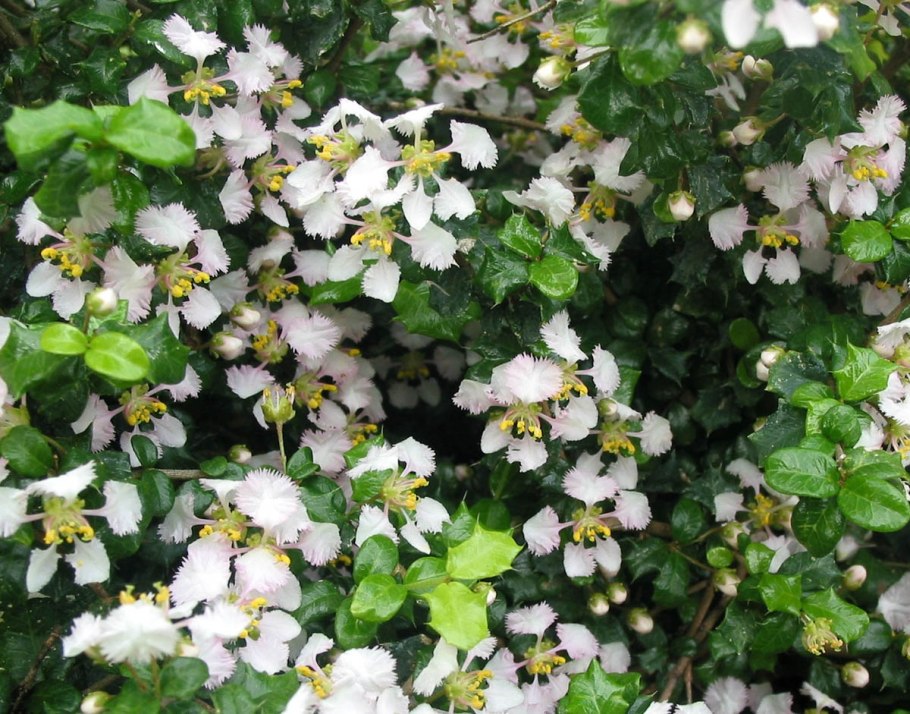 Мальпигия Багряная