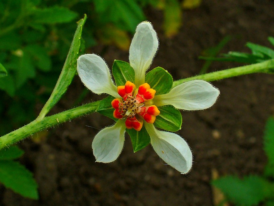 Лоаза loasa triphylla