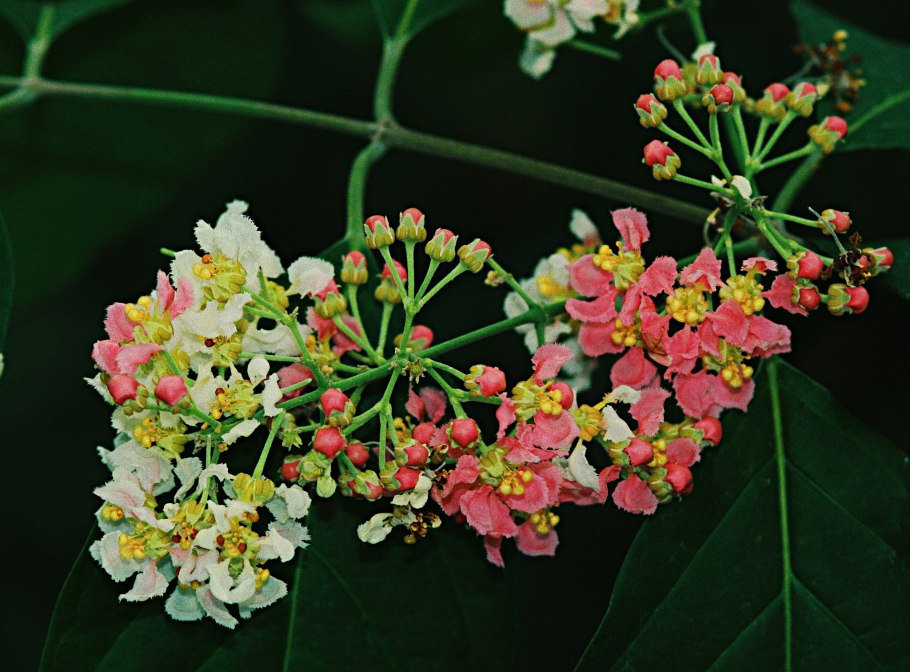 Дерево Бунхозия серебристая