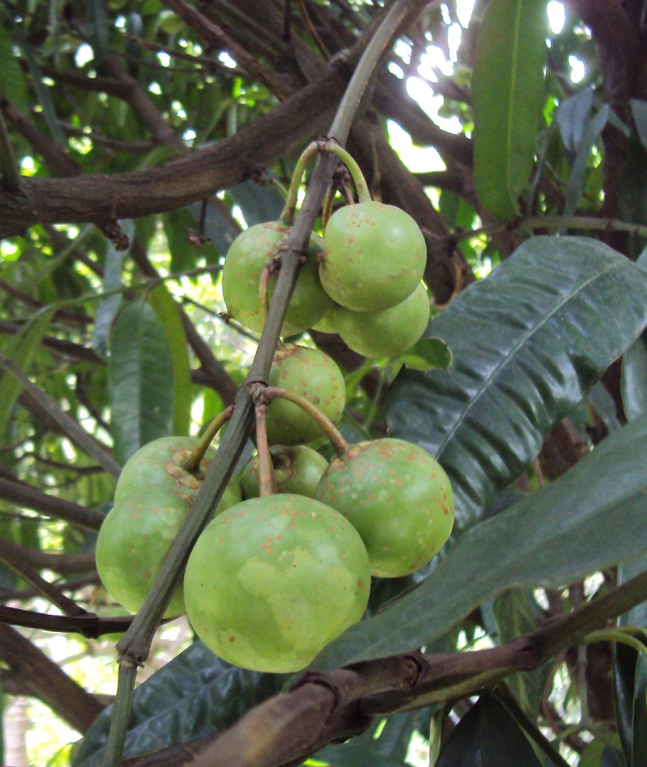 Гарциния индийская (garcinia indica)