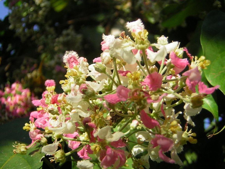 Бунхозия серебристая