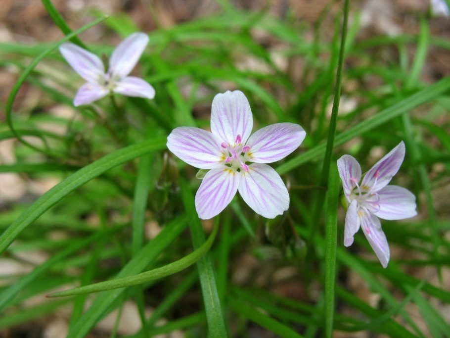 Claytonia perfoliata