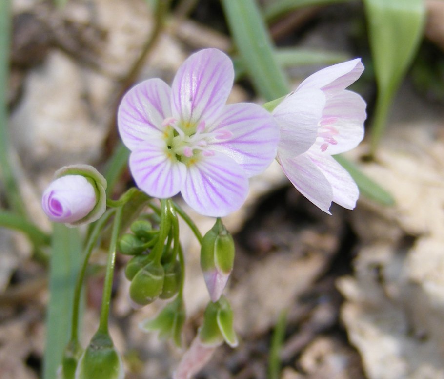 Клайтония Удоканская