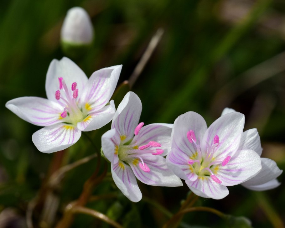 Клейтония Claytonia виргинская virginica