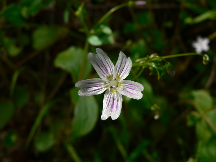 Claytonia umbellata
