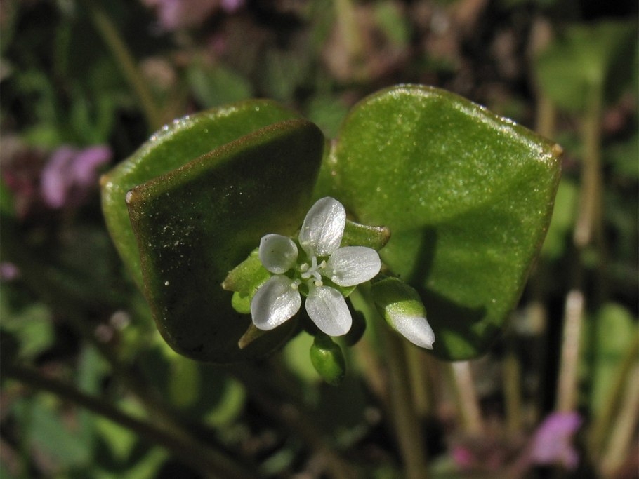Клейтония Claytonia виргинская virginica