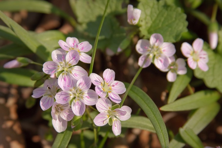 Клайтония клубневая