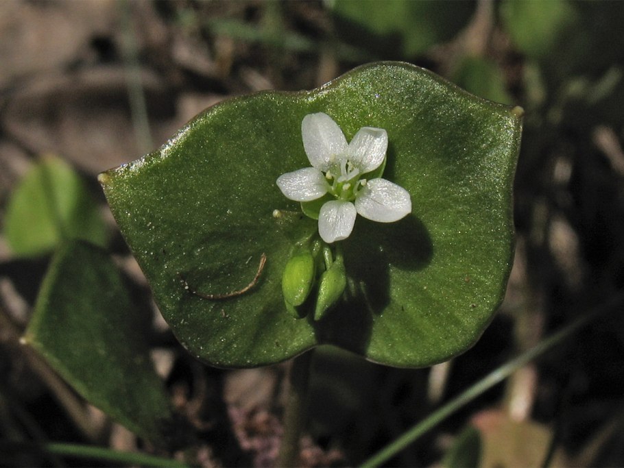 Claytonia perfoliata