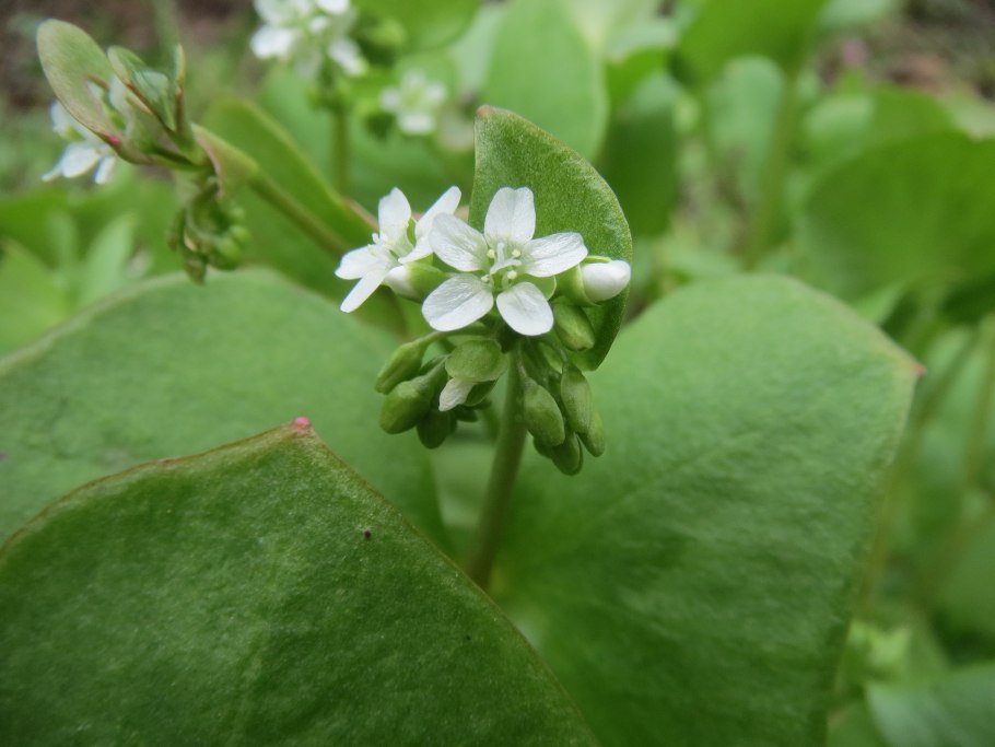 Claytonia perfoliata