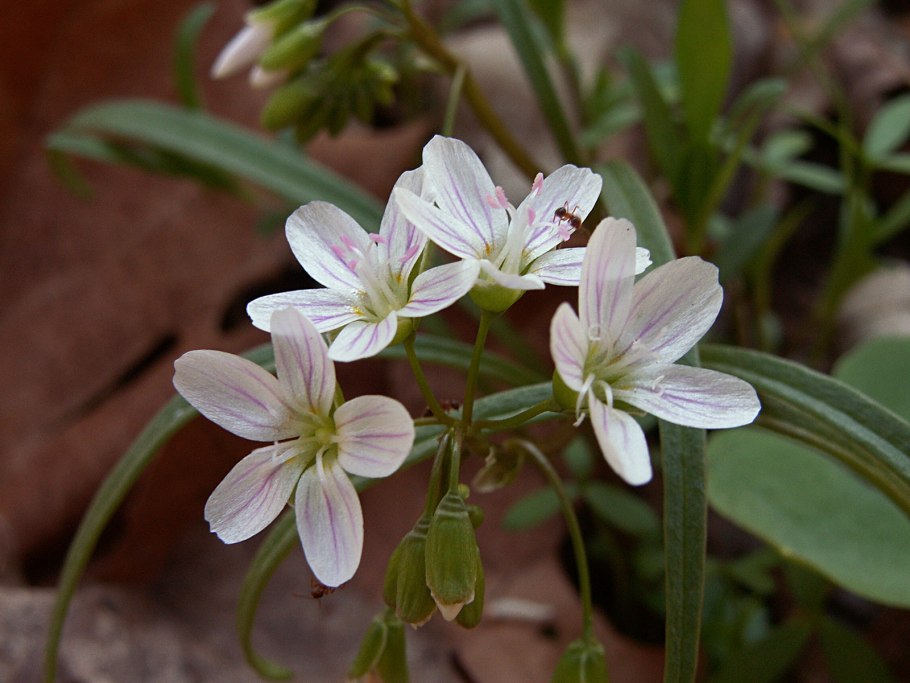 Allochrusa gypsophiloides