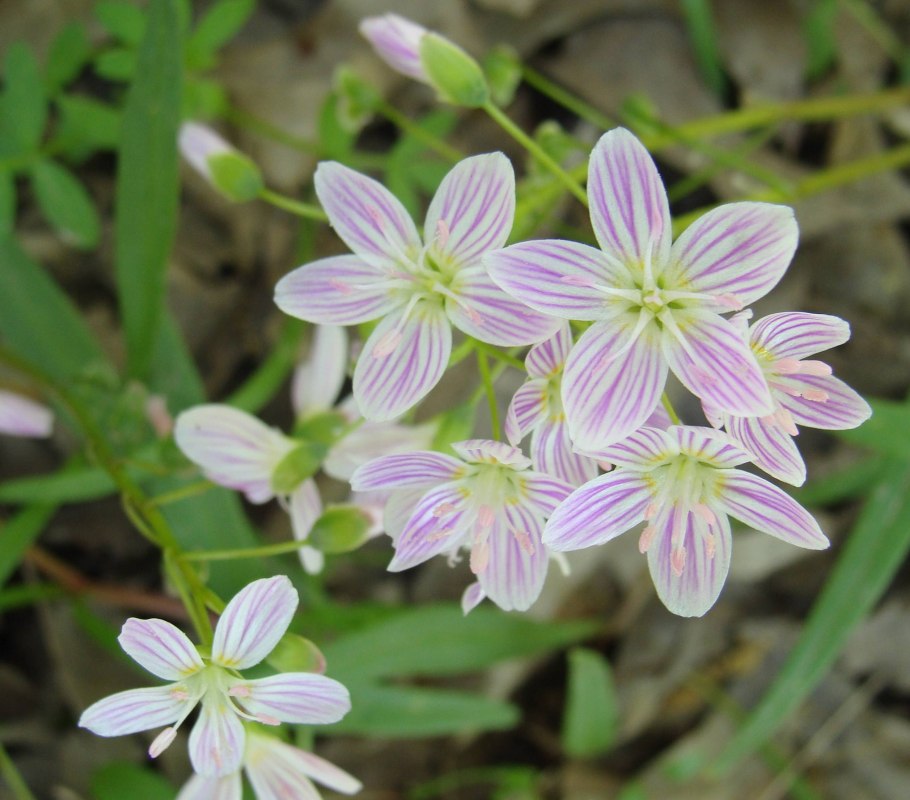 Клейтония Сибирская