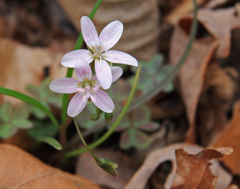 Claytonia perfoliata