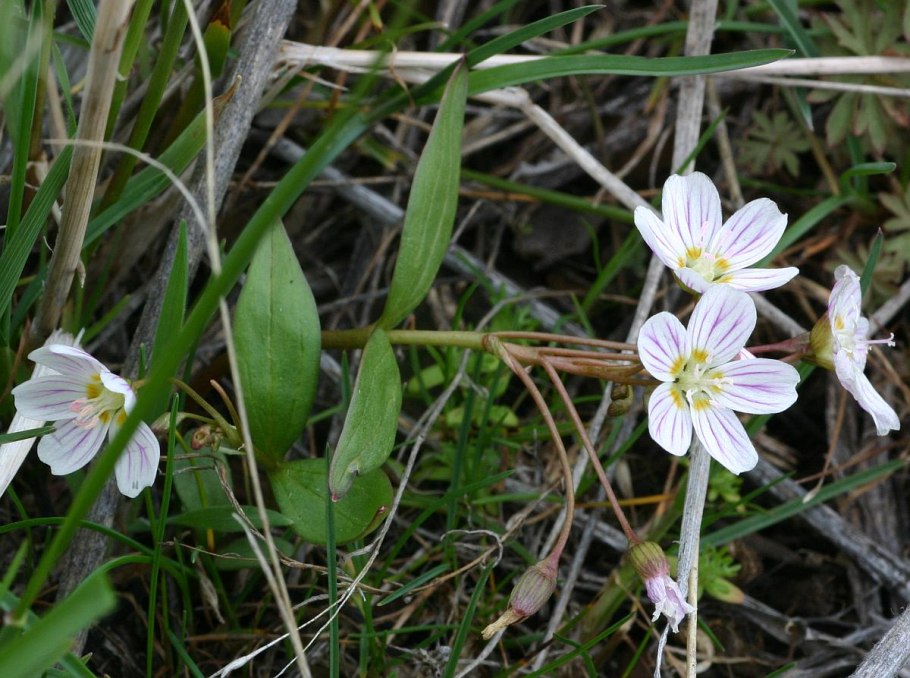 Claytonia perfoliata