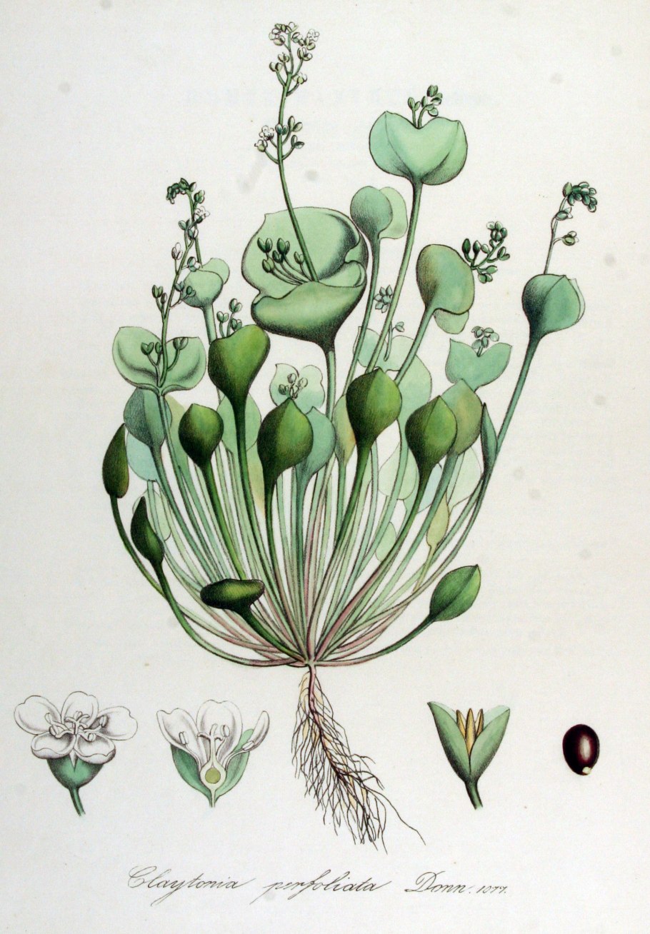 Клейтония Claytonia виргинская virginica