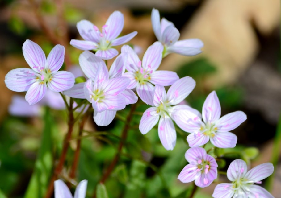 Claytonia virginica