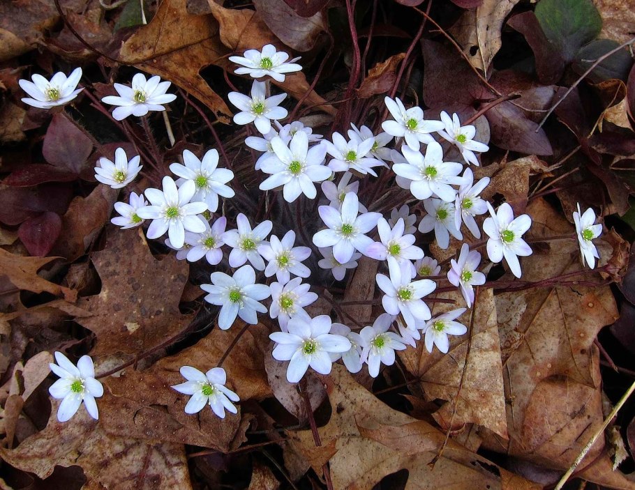 Клайтония Арктическая