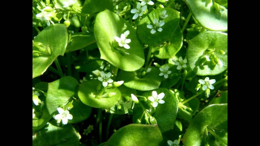 Клейтония Расцветающая