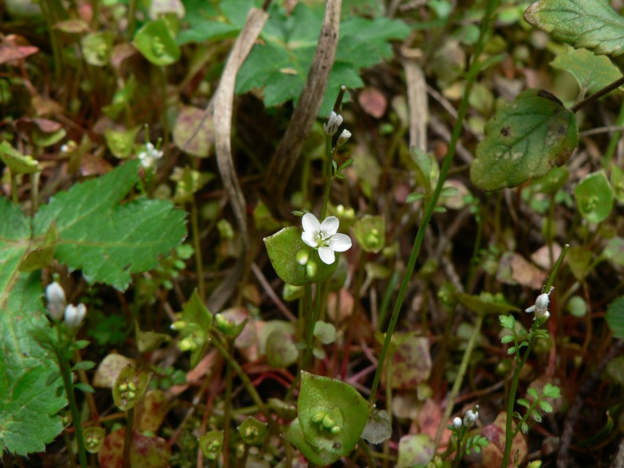 Claytonia perfoliata
