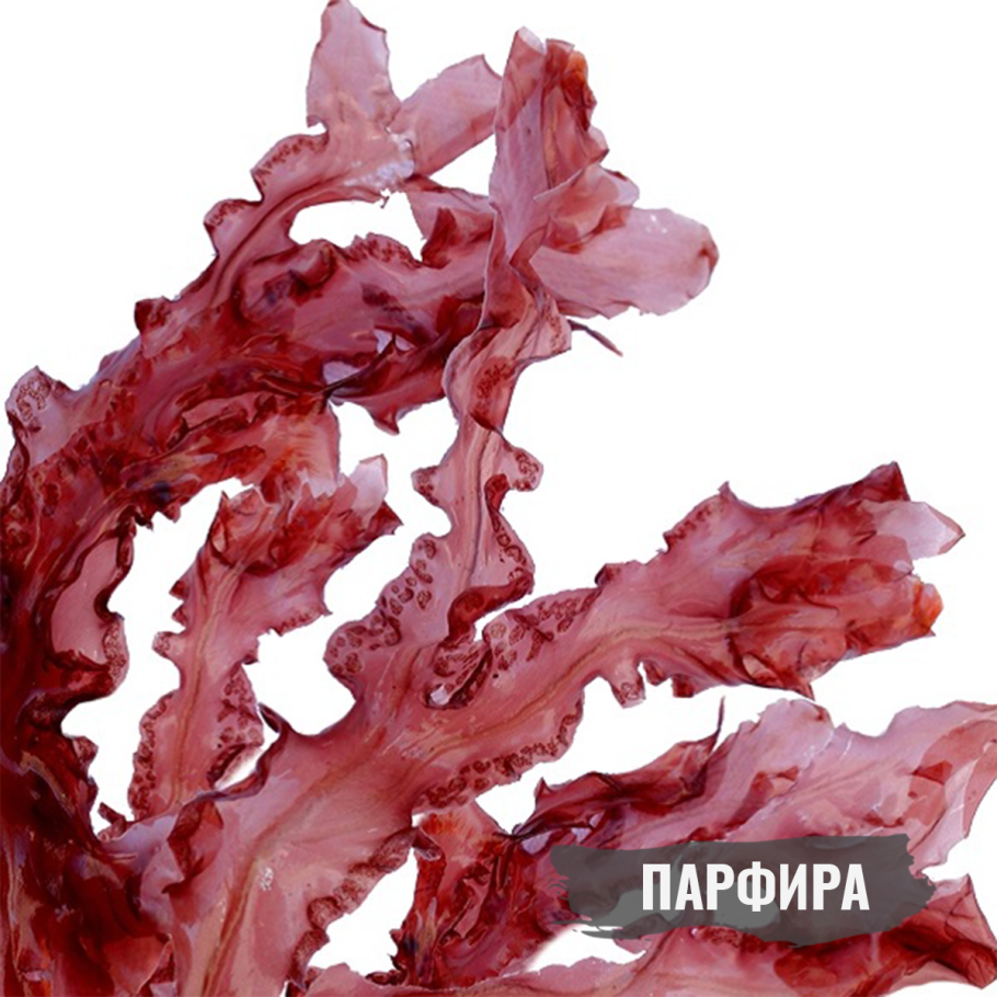 Филлофора ребристая