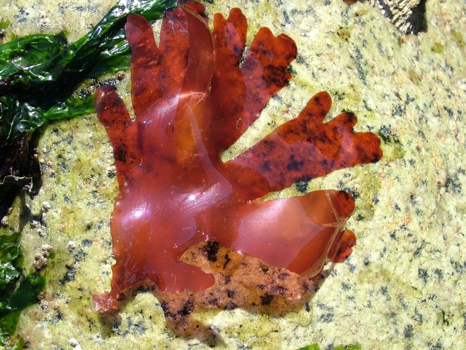 Морские игуаны едят красные водоросли