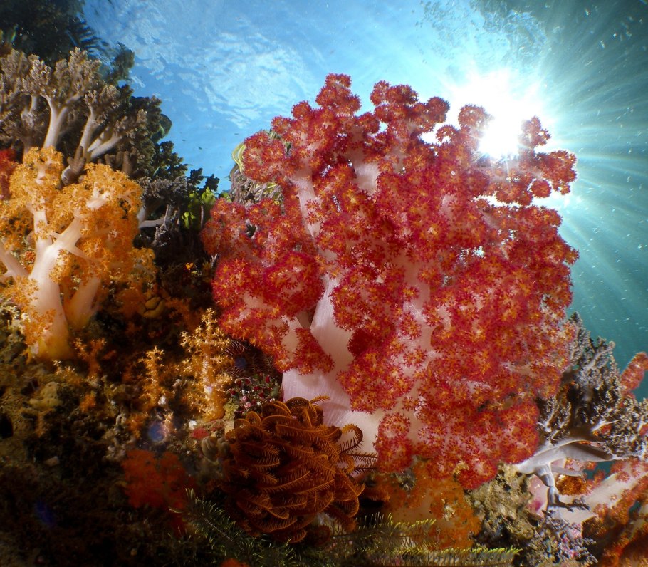 Красное море подводный мир