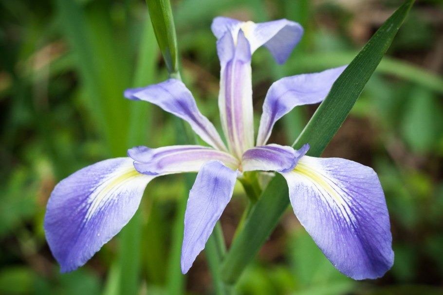 Ирис Африканский махаго