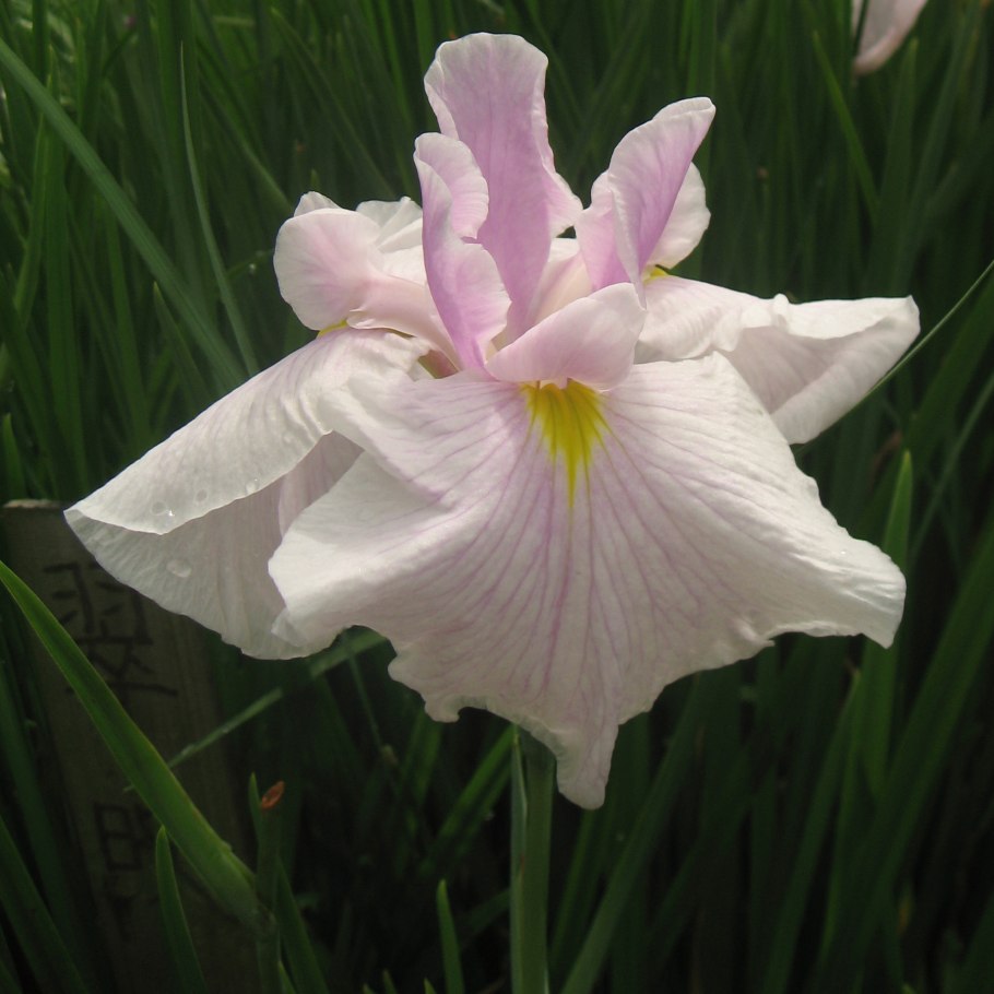 Ирис бледный Ботаническая иллюстрация