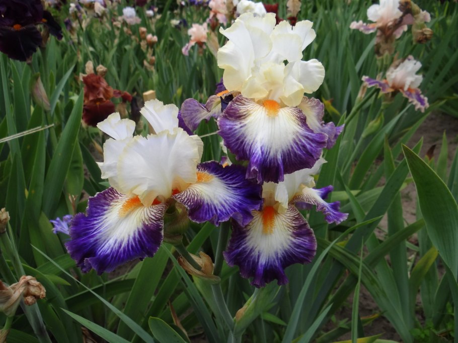 Ирис Iris sibirica Double Play белый