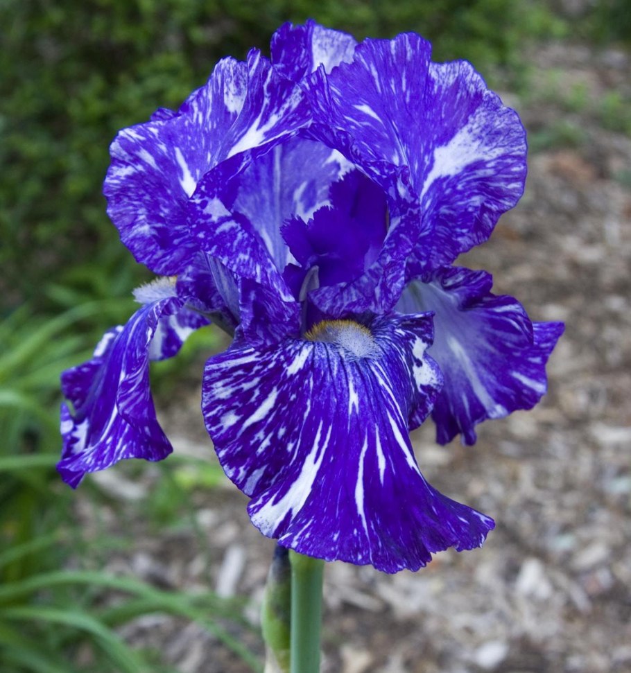 Ирис Роуз Квин