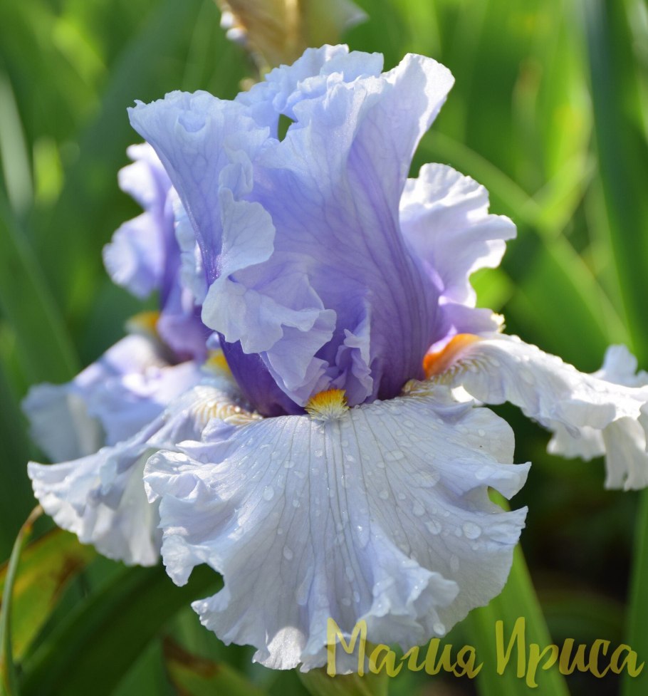 Ирис agua fresca