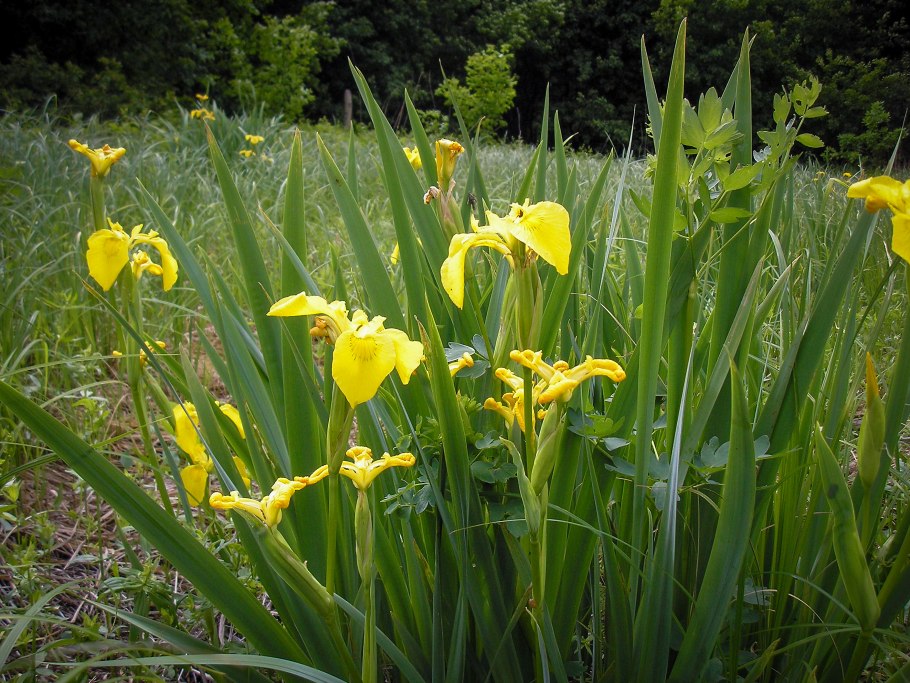 Ирис ложноаировый