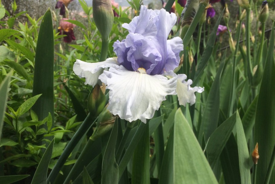 Obsessed (Blyth 2011) Ирис