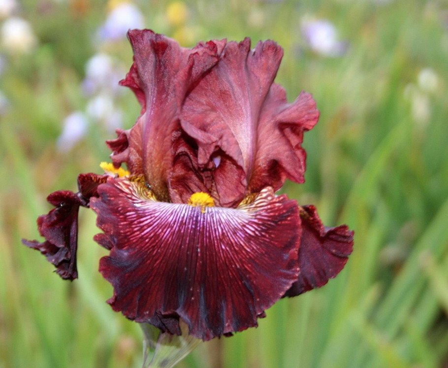 Ирис бордовый