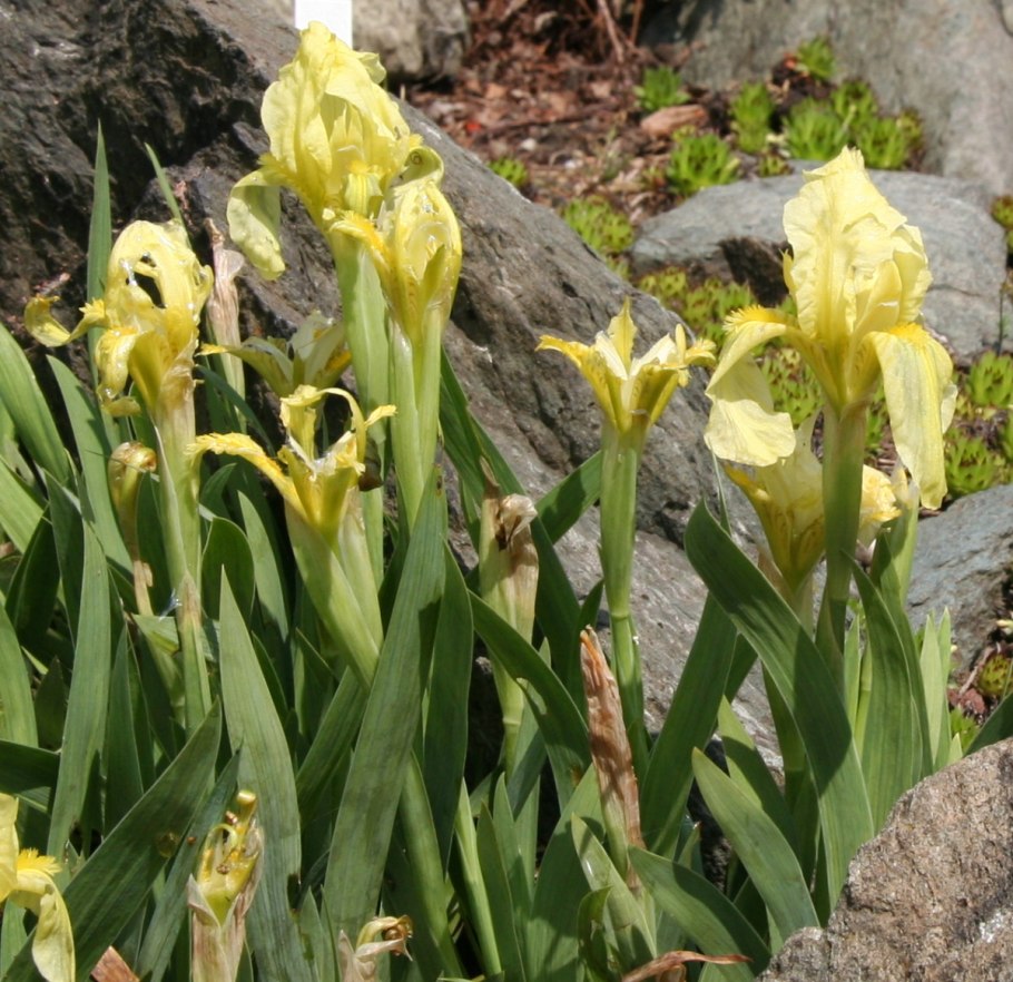 Iris reichenbachii