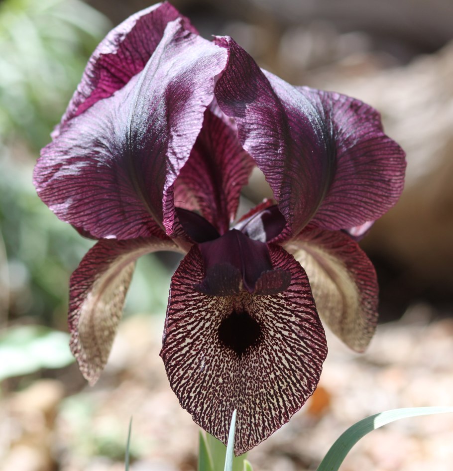 Ирис иберийский