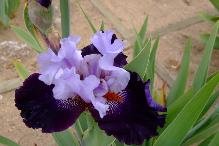 Ирис Garden pleasure