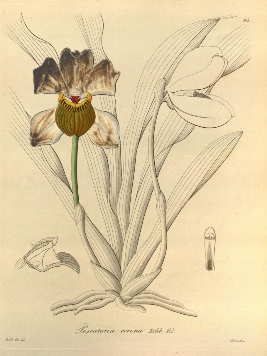 Ирис Рейхенбаха