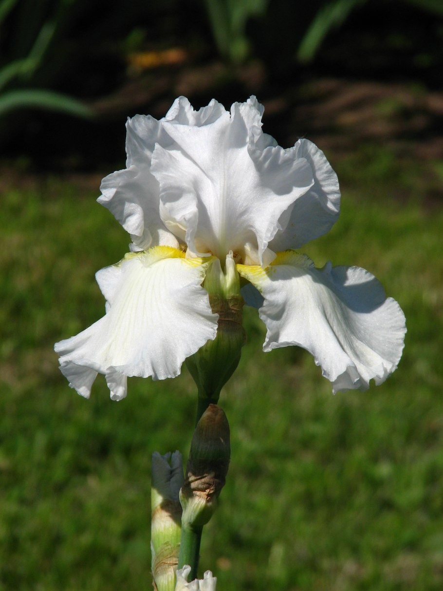 Ирис германский Джинджербред Мэн