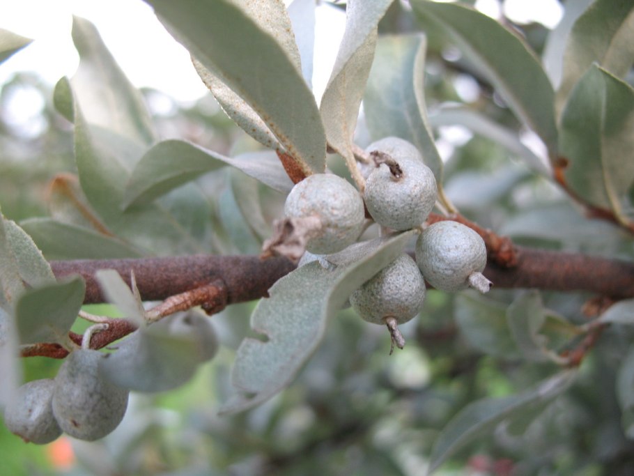 Лох серебристый (Elaeagnus commutata)