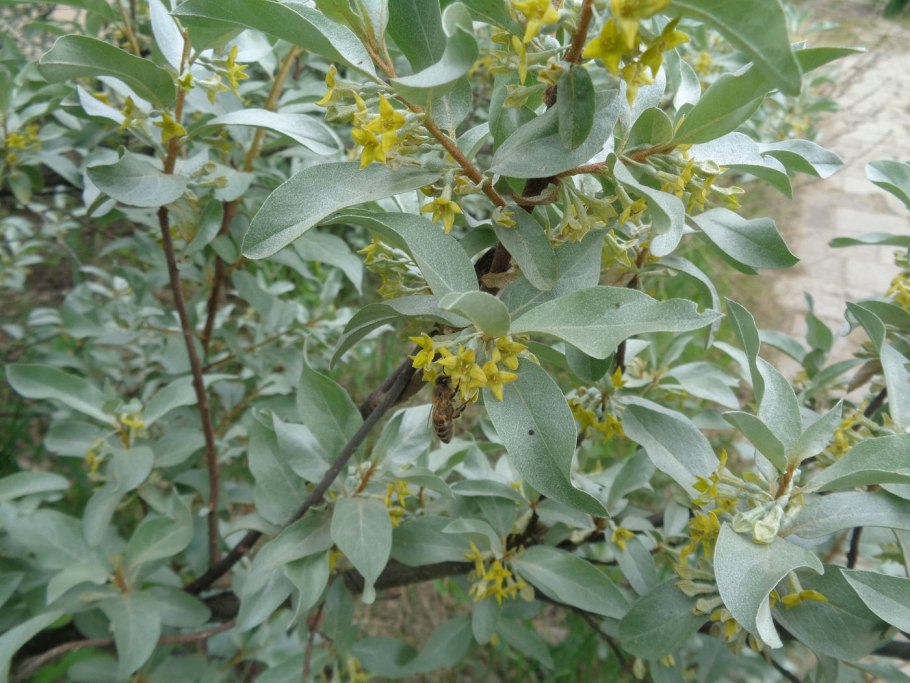 Лох серебристый (Elaeagnus commutata)