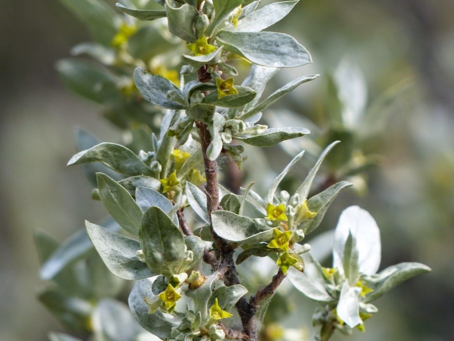 Лох серебристый (Elaeagnus commutata)