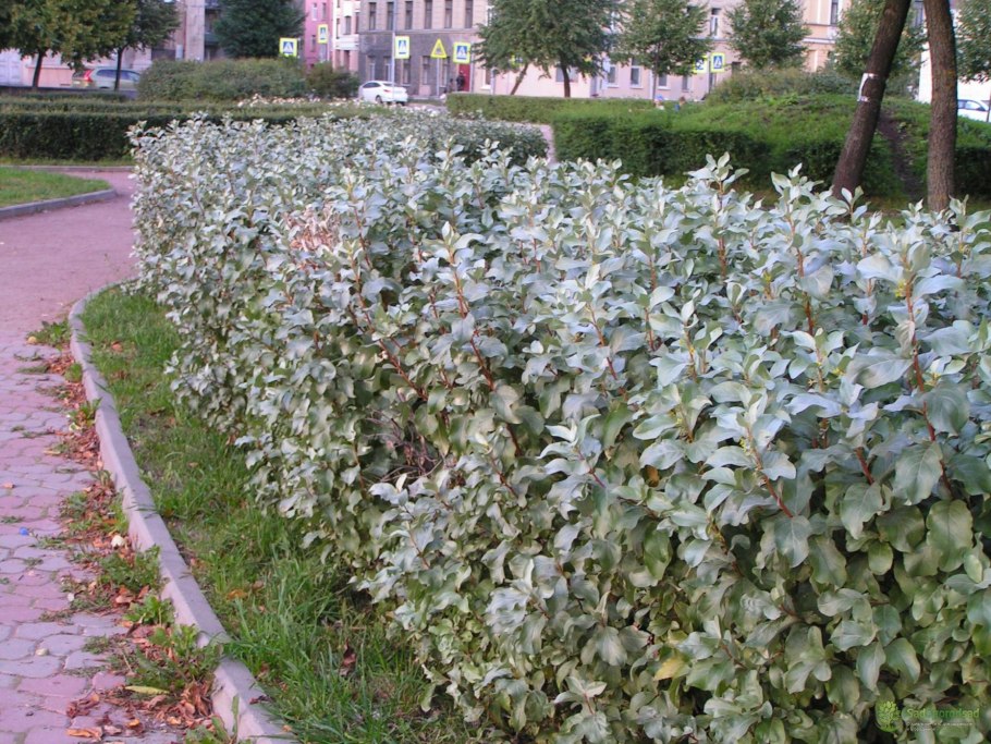 Лох узколистный кустарник