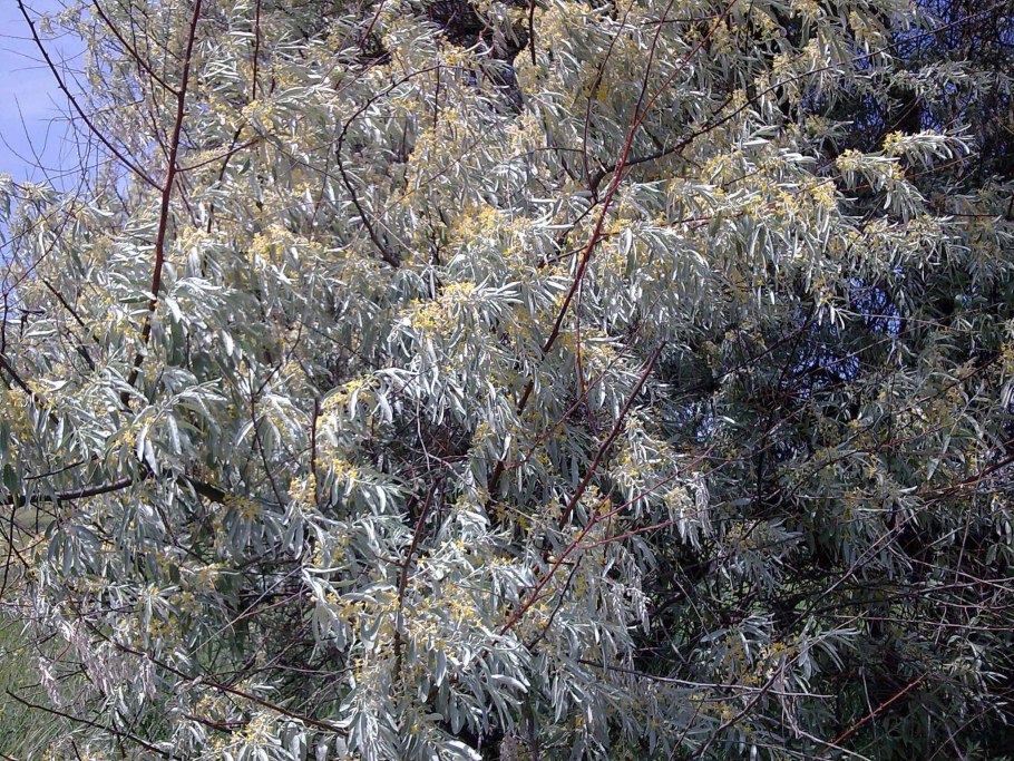 Лох серебристый дерево